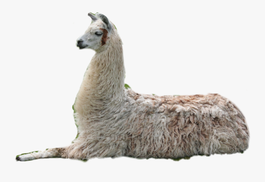 Llama Clipart Guanaco - Real Llama, Transparent Clipart