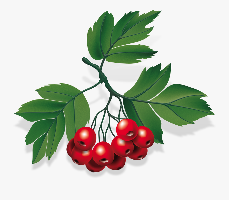 Transparent Berries Png - Baya De Cafe Png, Transparent Clipart