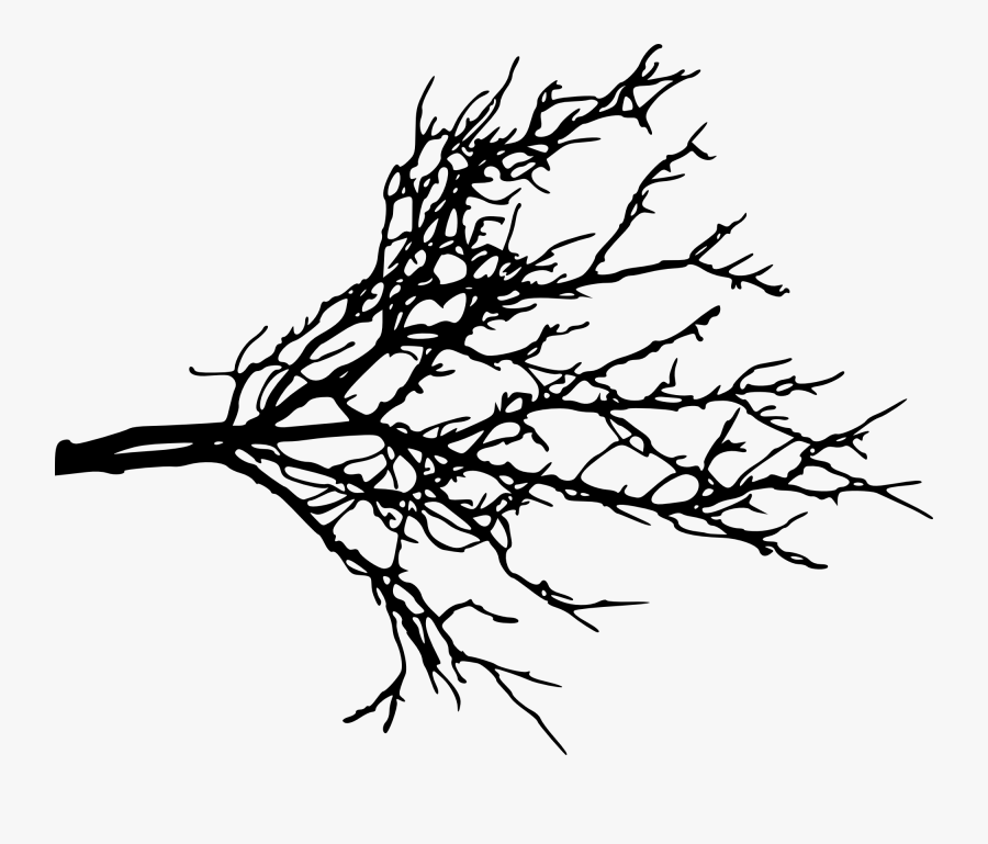 Branch Portable Network Graphics Clip Art Tree Twig - Tree Branches Transparent Background, Transparent Clipart