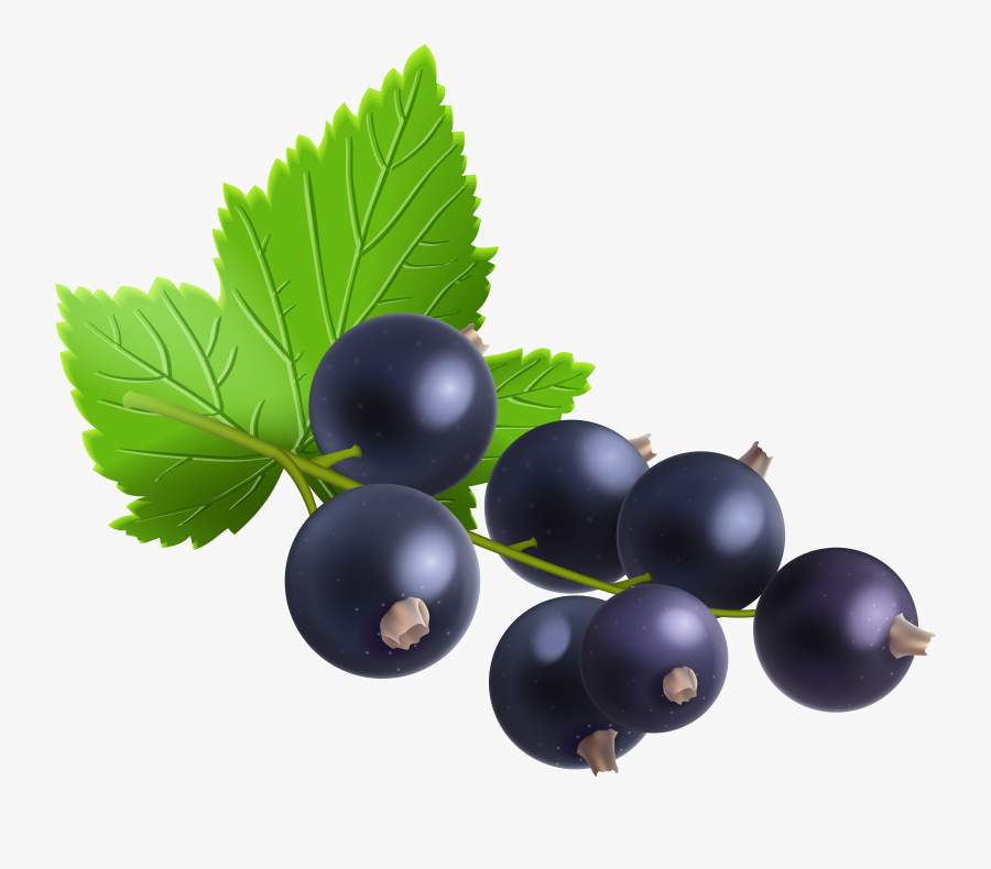 Berries Berry Blueberries Free Vector Graphic On Pixabay - Blackcurrant Png, Transparent Clipart
