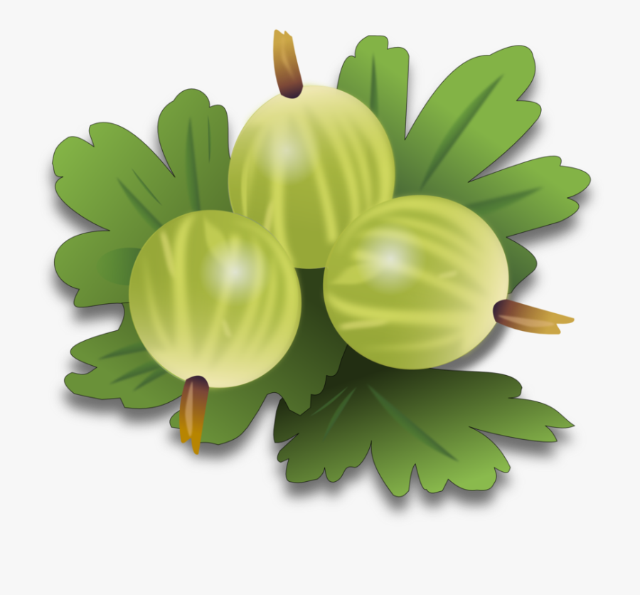 Gooseberry, Berry, Fruit, Grossularia, Food, Nature - Gooseberry Clipart, Transparent Clipart
