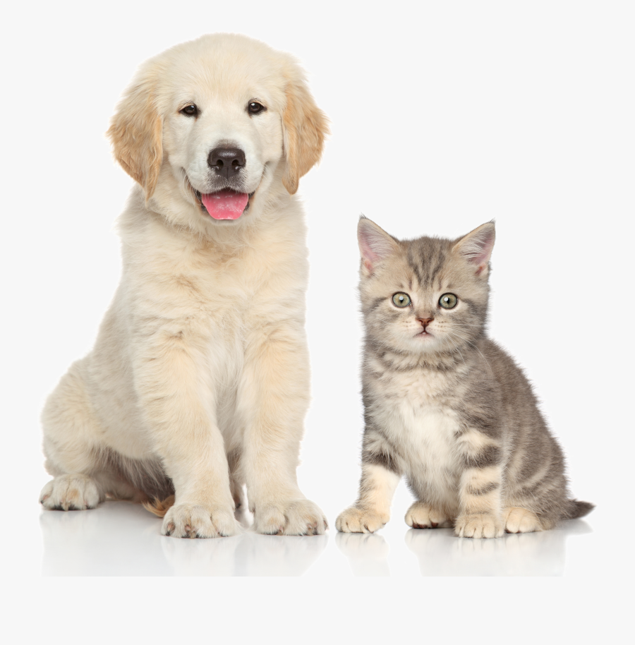 And Sitting Pet Dog Cat Kitten Clipart, Transparent Clipart