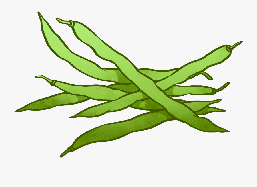 Drawing Of Green Beans, Transparent Clipart