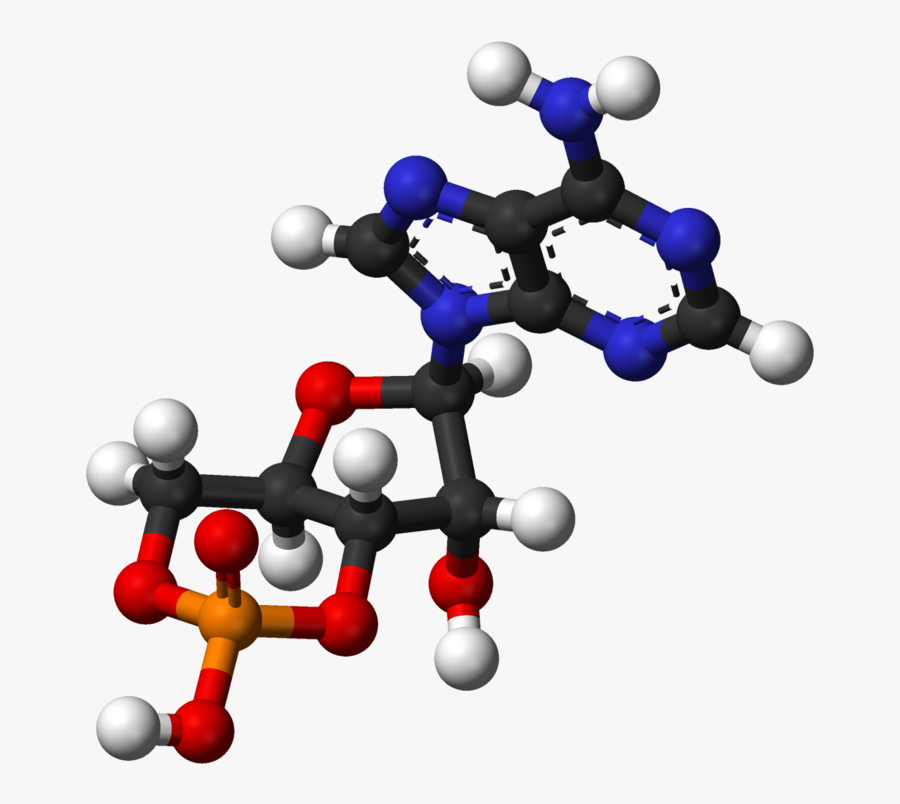 The Discoveries Concerning The Mechanisms Of The Action - Adenosin Monofosfato 3d, Transparent Clipart