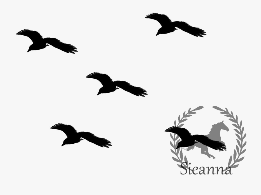 Transparent Sparrow Silhouette Png - 4 Black And White Birds, Transparent Clipart