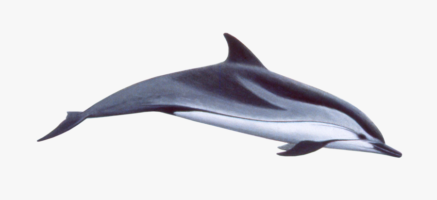 Stenella Coeruleoalba, Transparent Clipart