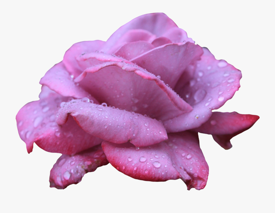 Transparent Clipart Image Lavendar Rose Png With Water - Flower With Water Droplets Png, Transparent Clipart