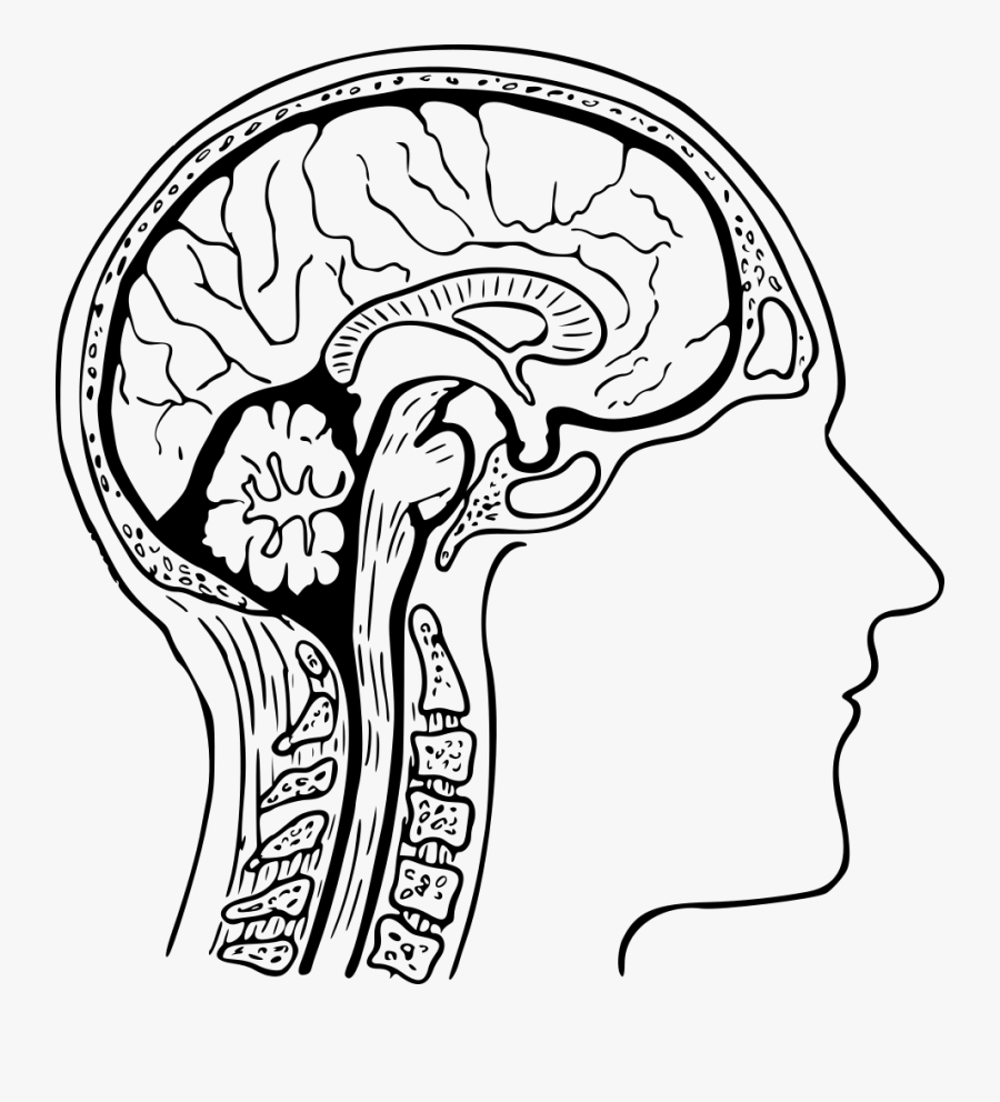 Monochrome - Human Brain Diagram Drawing, Transparent Clipart
