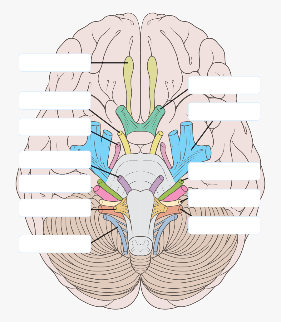 Transparent Nervous Clipart - Cranial Nerves Labeled , Free Transparent ...