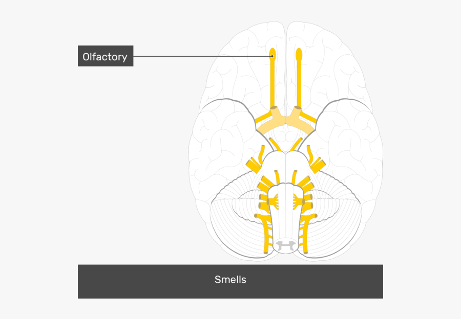 An Inferior View Of The Brain Showing The Cranial Nerves - Cranial Nerves Diagram Unlabeled, Transparent Clipart