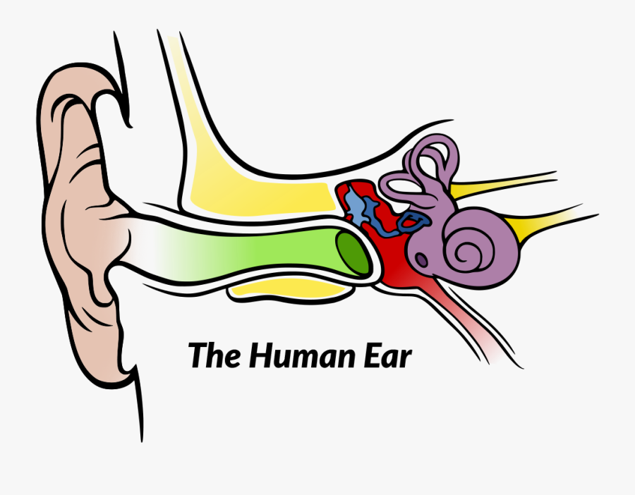 Auditory Processing Presentation - Ear Diagram With Label, Transparent Clipart