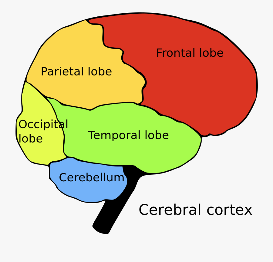 Dollars Sense Creative Consulting - Brain Cns And Pns, Transparent Clipart