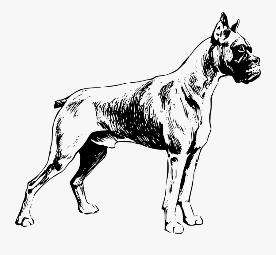 Boxer - Black And White Boxer Dog Vector, Transparent Clipart