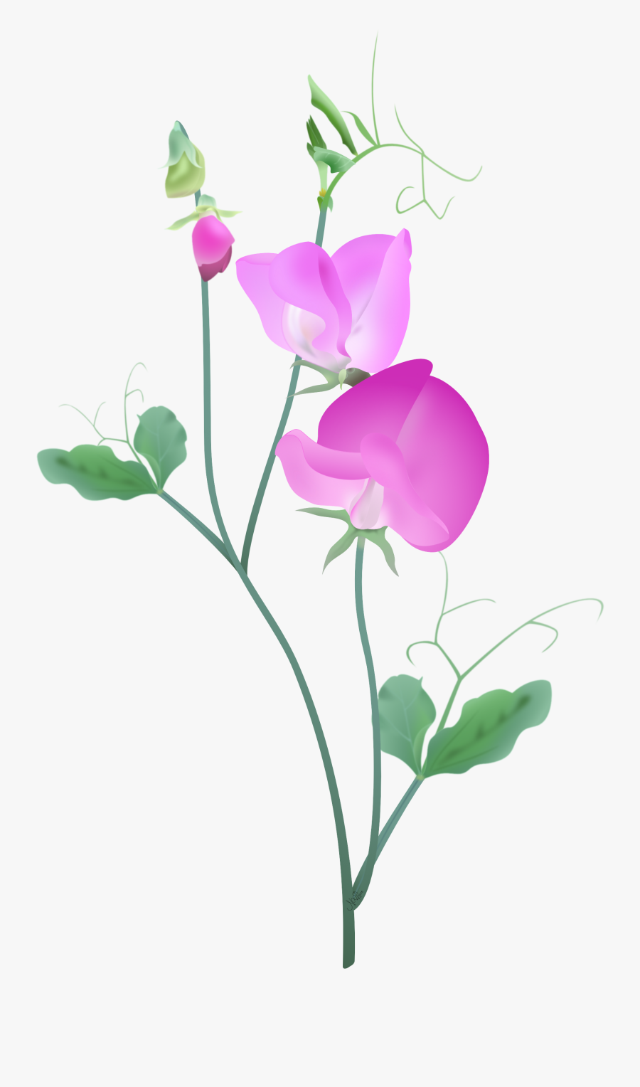 Sweet Pea - Sweet Pea Flower Vector , Free Transparent Clipart - ClipartKey