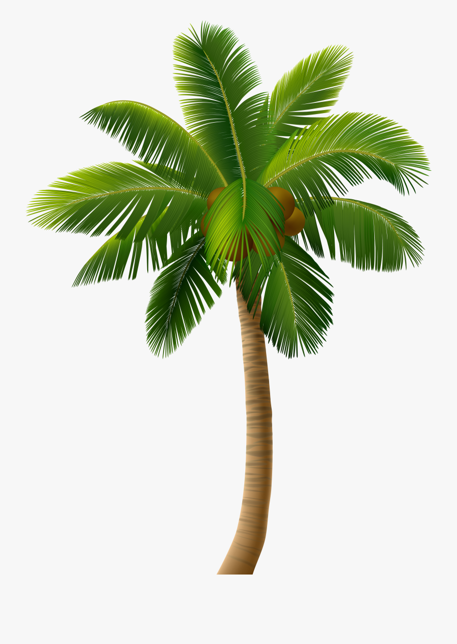 Transparent Palm Tree Png, Transparent Clipart