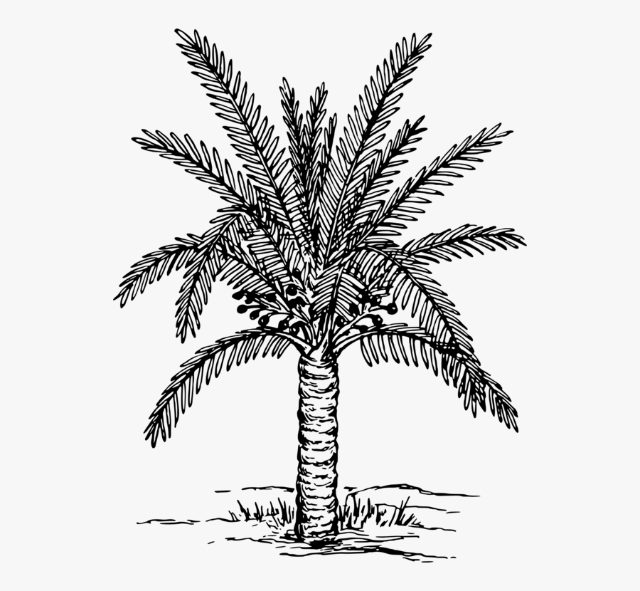 Leaf,palm Tree,plant Stem - Date Palm Clipart Black And White, Transparent Clipart