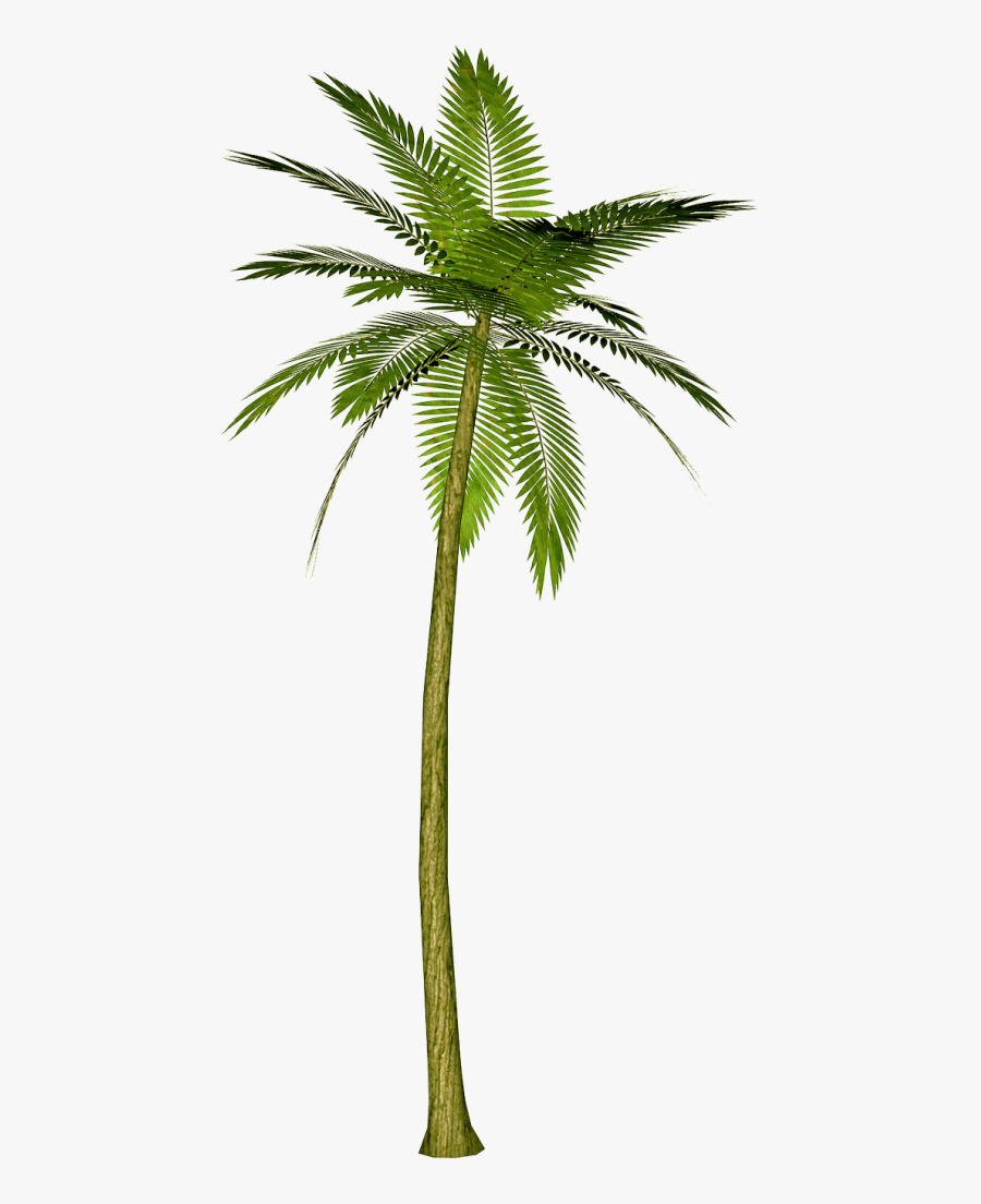 Pin By Bridgeferr On - Palm Tree Png Transparent, Transparent Clipart
