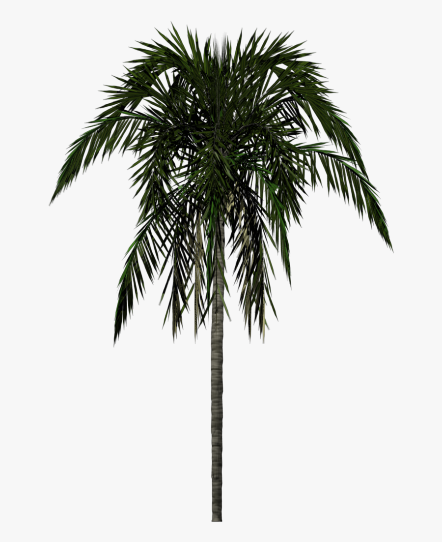 Clipart Download Png Palm Tree - 3d Palm Tree Png, Transparent Clipart