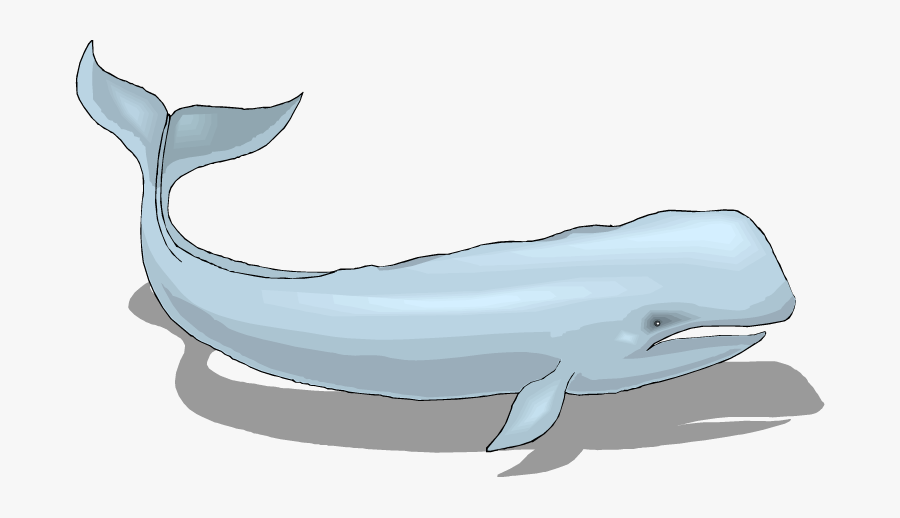 Common Bottlenose Dolphin, Transparent Clipart