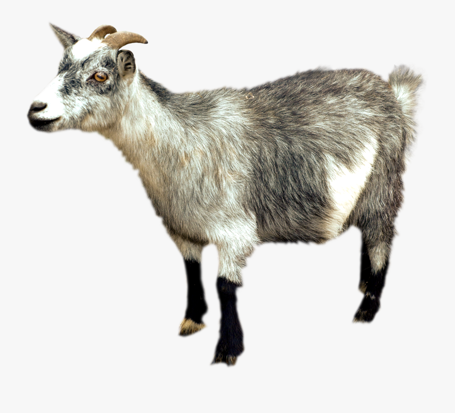 Mountain Goat Png, Transparent Clipart