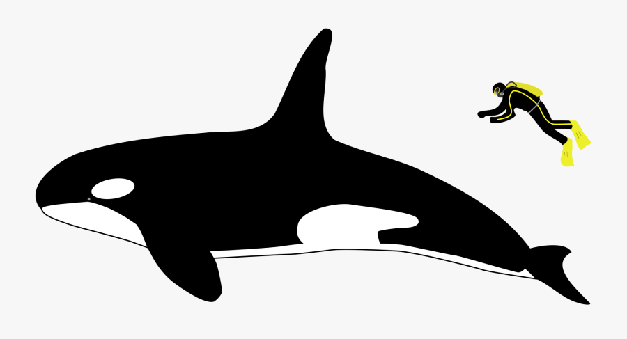 Orca Transparent Svg - Killer Whale Size Vs Human, Transparent Clipart