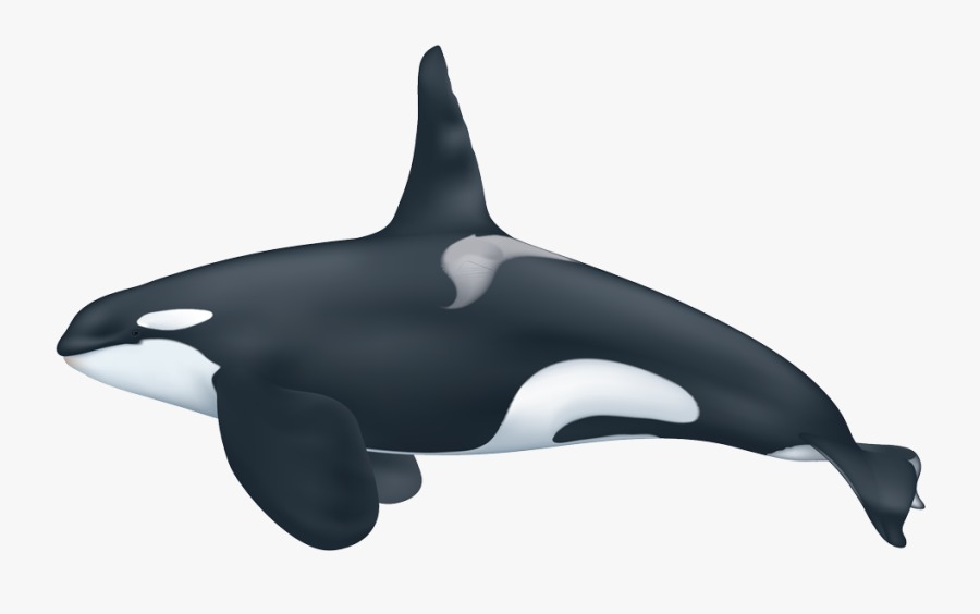 Clip Art Orca Pictures - Killer Whale, Transparent Clipart