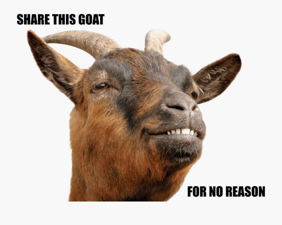 Transparent Goat Head Clipart - Goat Head Png, Transparent Clipart