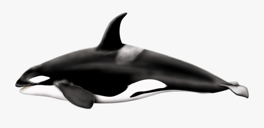 Killer Whale Transparent Background, Transparent Clipart