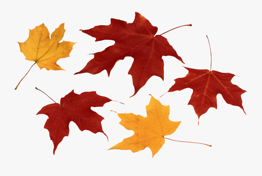 Feuilles Automne Png, Transparent Clipart