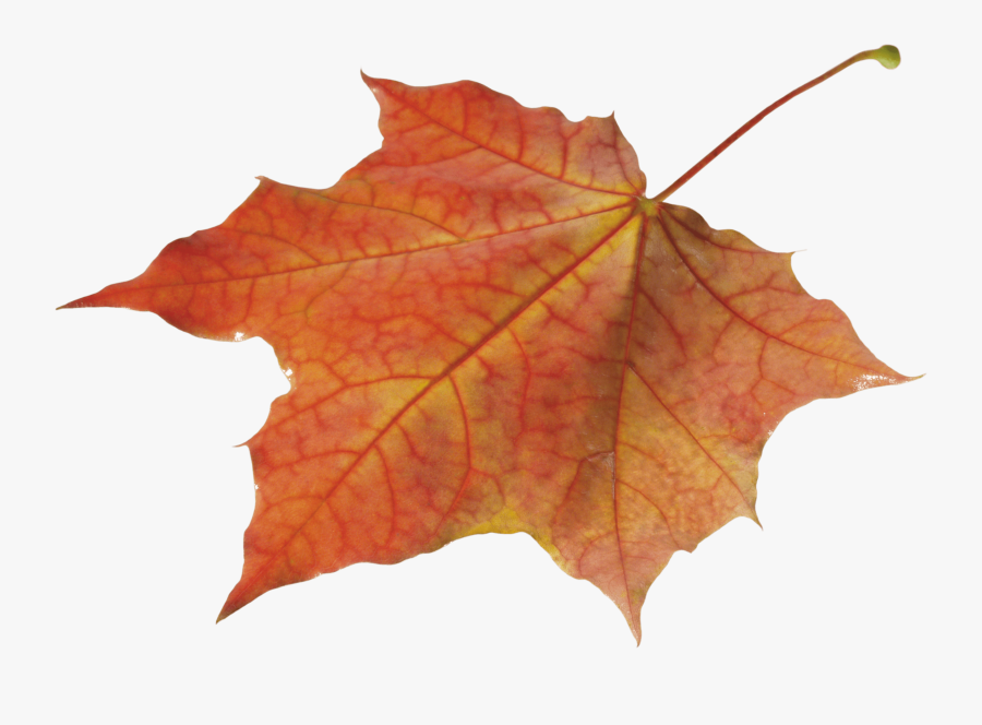 Autumn Leaves Clipart Pile Fall Leaves - Autumn Leaves Png, Transparent Clipart