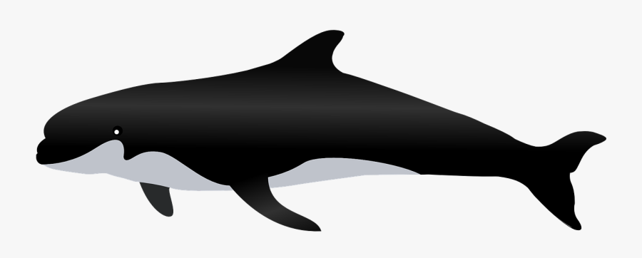 Killer Whale Whale Sea Animal Png Image Paus - Whale No Background Draw, Transparent Clipart