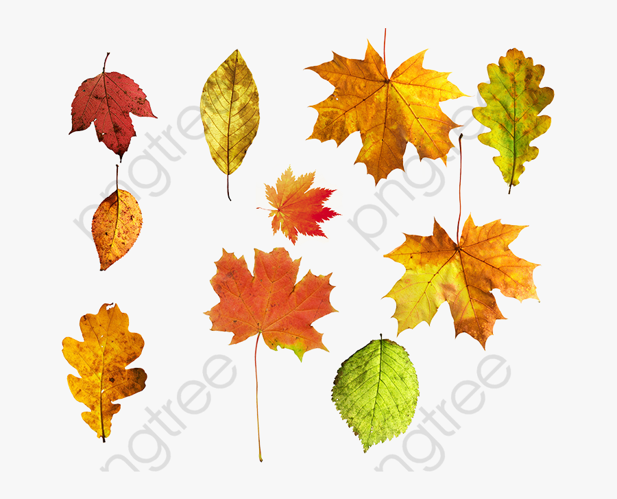 Autumn Leaves, Transparent Clipart