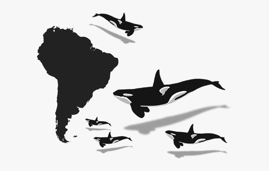 Orca Clipart Minke Whale - South America Map Outline Hd, Transparent Clipart