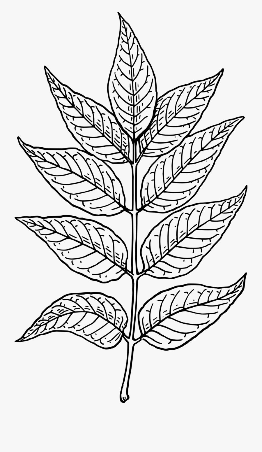 Ash Leaves Small Clipart 300pixel Size, Free Design - Ash Tree Leaf Drawing, Transparent Clipart