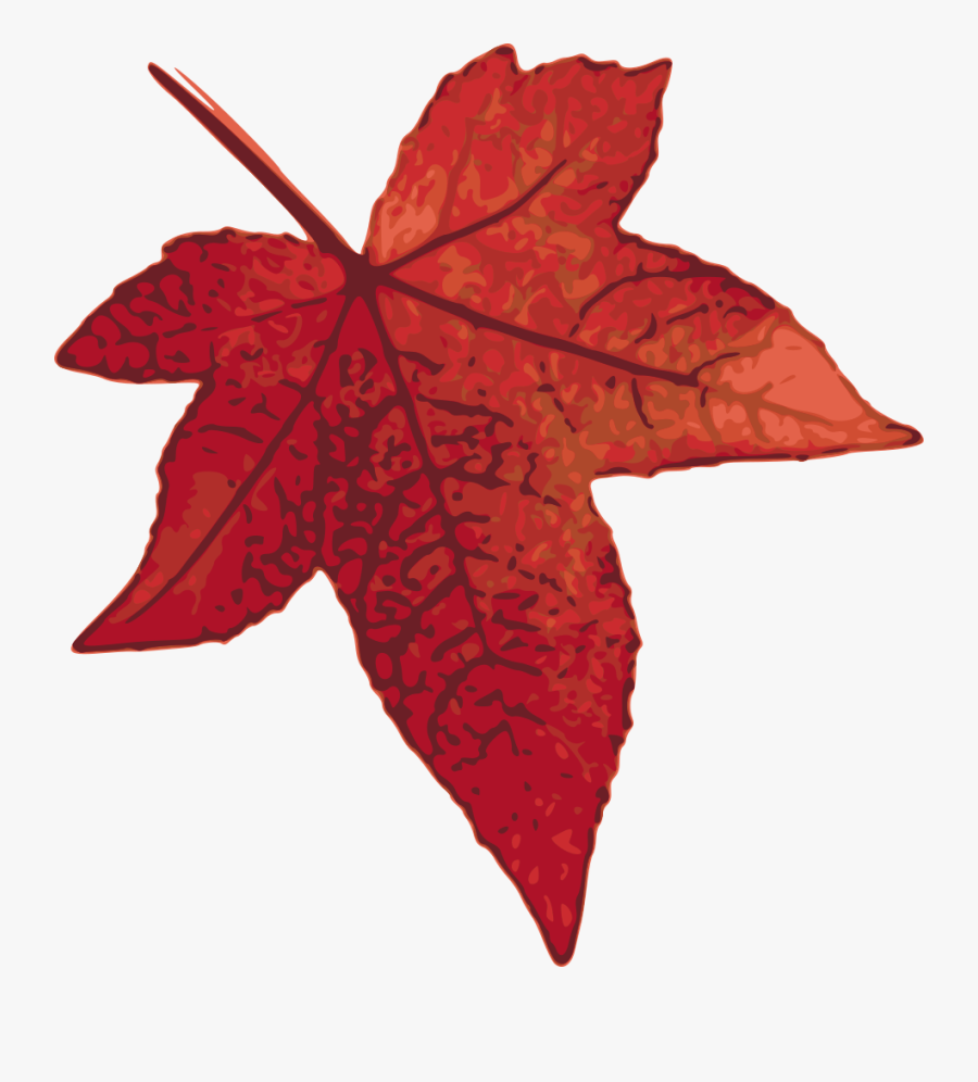 Maple Leaf Clipart Black And White - Red Oak Leaf Clipart, Transparent Clipart