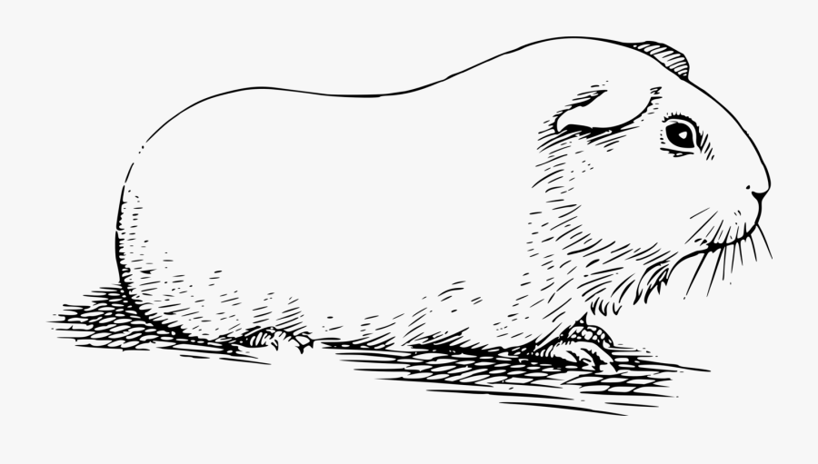 Monochrome - Guinea Pig Line Drawing , Free Transparent Clipart