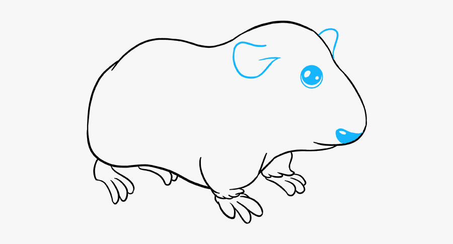 How To Draw Guinea Pig - Easy Guinea Pig Drawing, Transparent Clipart