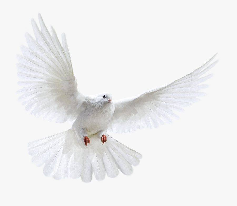 Dove With Open Wings, Transparent Clipart
