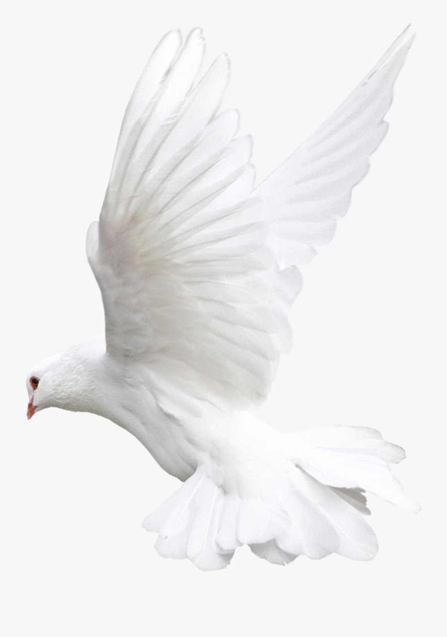 White Dove Clipart Fire Png - White Birds Transparent Background, Transparent Clipart
