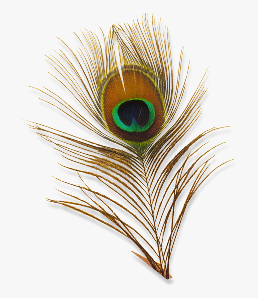 Peacock Feather Png Hd - Transparent Background Peacock Feather Png, Transparent Clipart