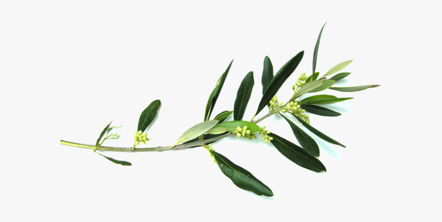 Olive Branch Flower Clip Art - Olive Branch Clipart Free, Transparent Clipart