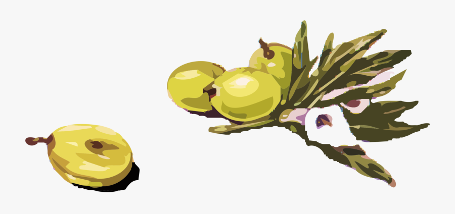 Plant,food,pollinator - Olives Clipart, Transparent Clipart