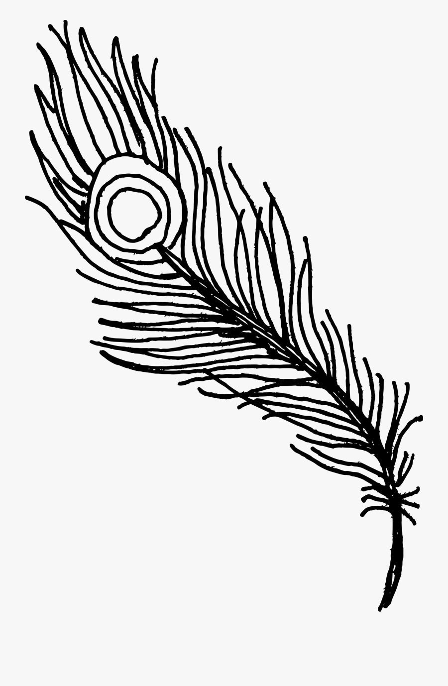 Line Drawing Of Peacock Feather, Transparent Clipart