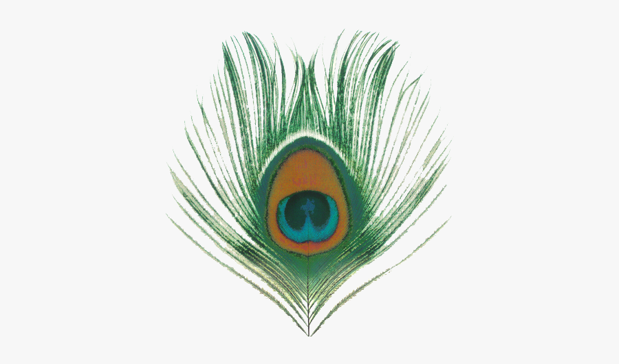 #feather #feathers #peacock #peacockfeather #peacockfeathers - Apple Venus Volume 1, Transparent Clipart