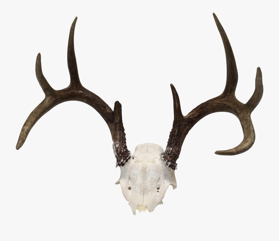 White-tailed Deer Antler Horn Trophy Hunting - Antler, Transparent Clipart