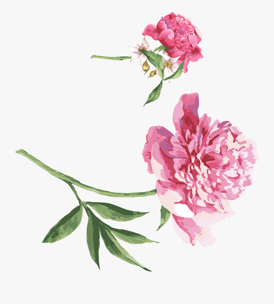 Moutan Peony Watercolor Painting Download - Watercolor Painting, Transparent Clipart