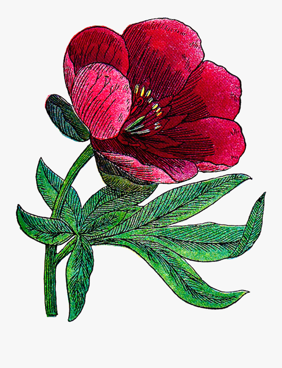 Free Flower Clip Art - Peony Flower Illustration Png, Transparent Clipart