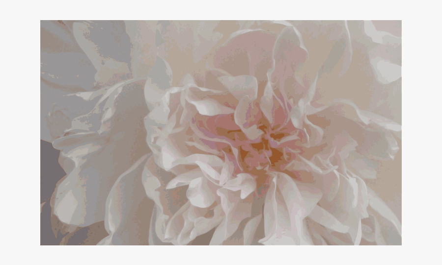 Pink Peony - Dahlia, Transparent Clipart
