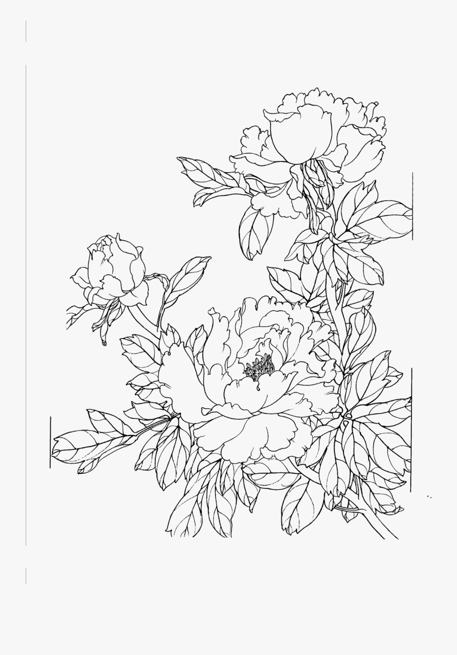 Peony Flower Line Drawing Png Download - Flower Drawing Png Free, Transparent Clipart