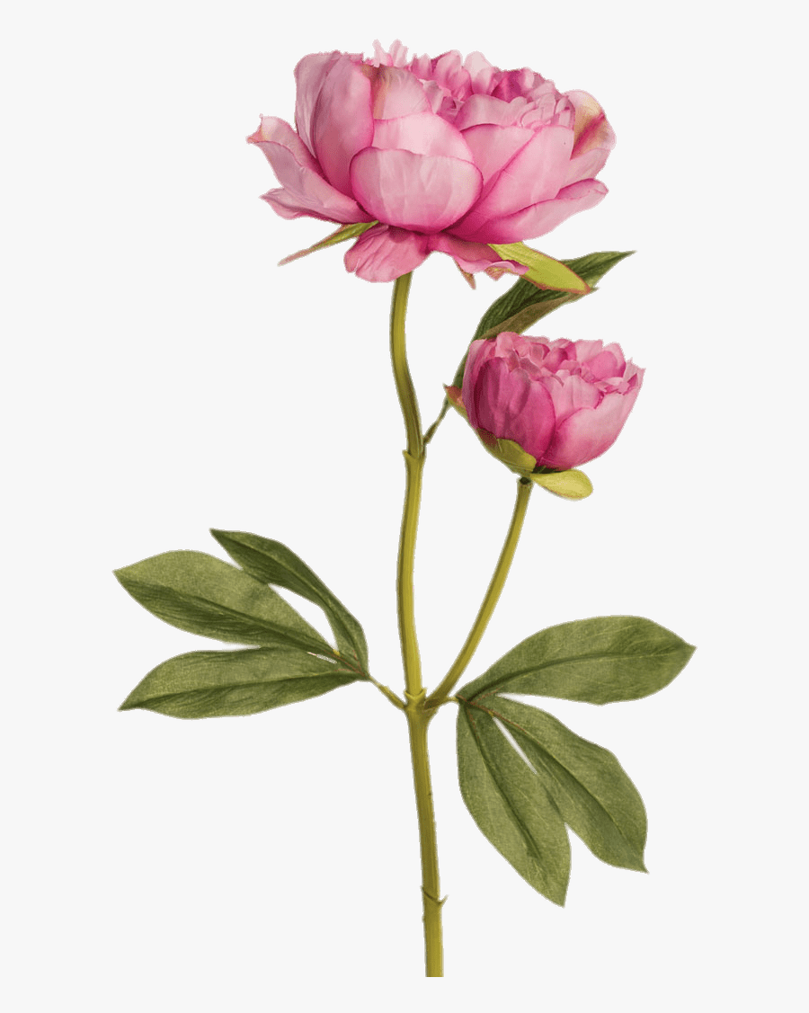 Two Pink Peonies - Dahlia And Vines Rose, Transparent Clipart